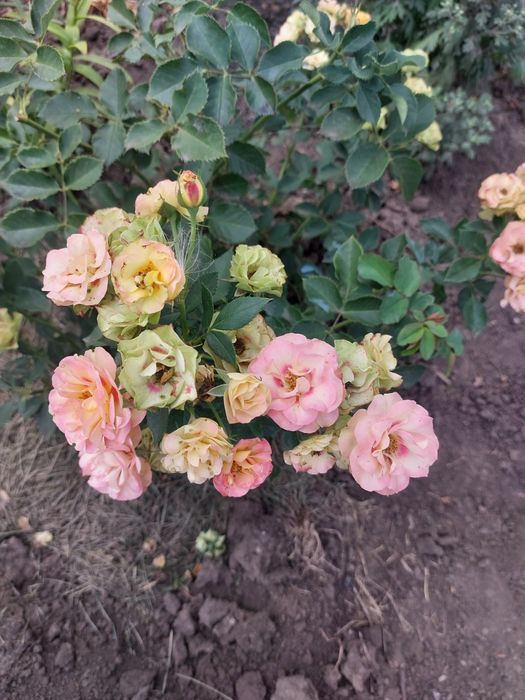 Роза Троянда новинка Шираз спрей