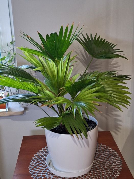 Piękna żywa Palma kwiatek roślina zrób cudowny prezent na święta  kwia