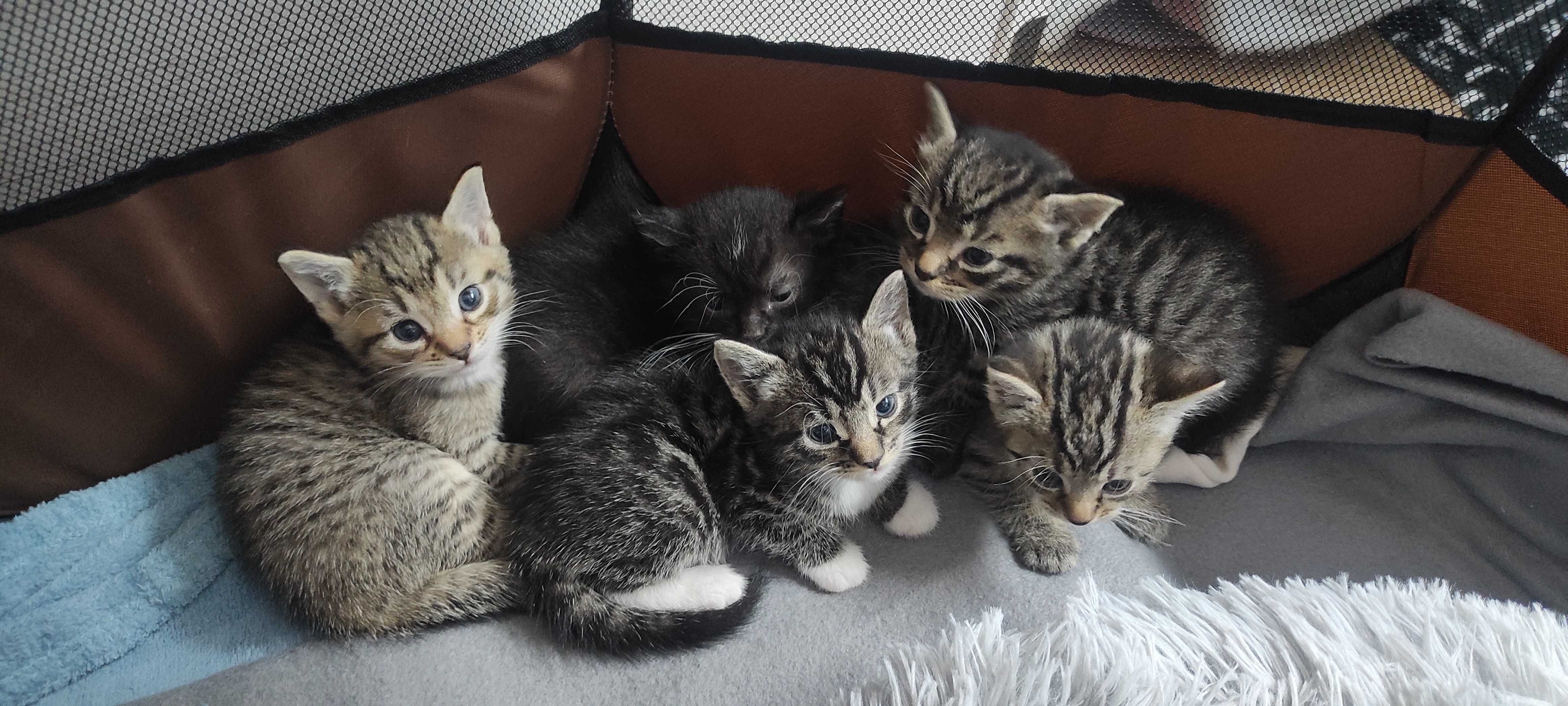 Kotki do adopcji
