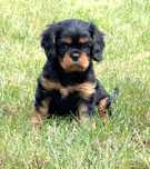 Cavalier King Charles Spaniel CUDNY chłopczyk ZKwP