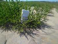 Salicornia, Seeds, Glasswort seeds, Сухая "Green salt", приправа