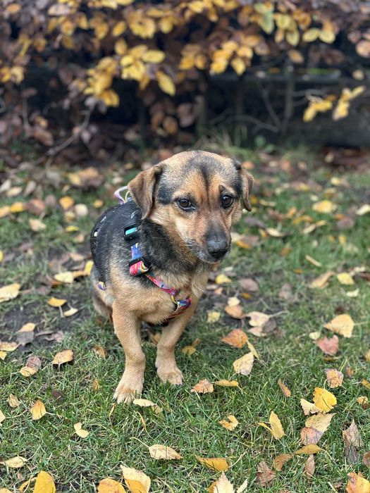 Maleńka przekochana urocza spokojna Tosia czeka na dom