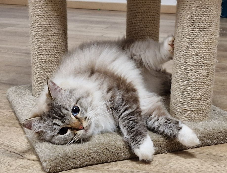 Ragdoll z międzynarodowym rodowodem FIFE