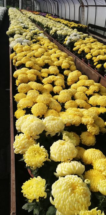 Sprzedam do hurtu chryzantemy doniczkowe wielkokwiatowe