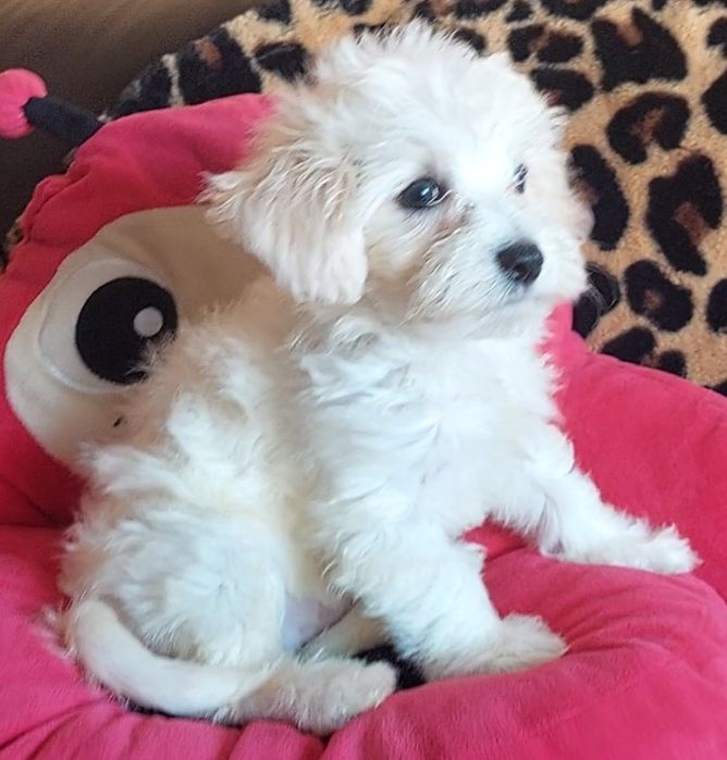 Um cahorro de dois ,macho .Dois meses idade.