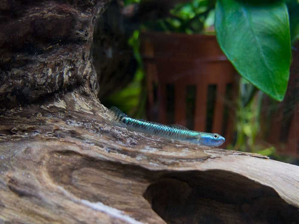 Babka sumatrzańska - Stiphodon atropurpureus - dowozimy, wysyłamy