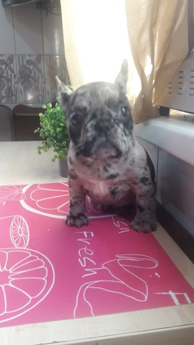 Французьський бульдог