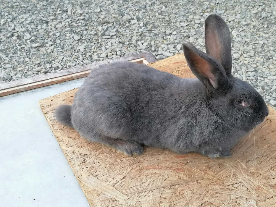 srokacz niemiecki samica hawana czarna niebieska