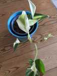 Philodendron Cream Splash