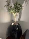 VASO ALTO PRETO COM OLIVEIRA
