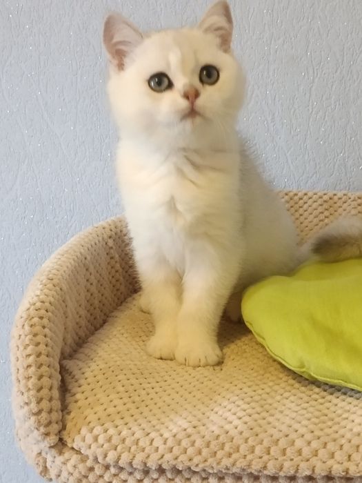 Ласкавий і компанійський лапуля