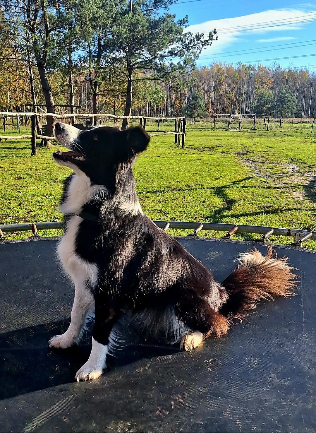 Border Collie  ZkwP FCI, piesek GOTOWY DO ODBIORU!!!