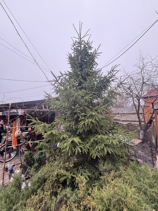 Ялинка приблизно 4 м висотою