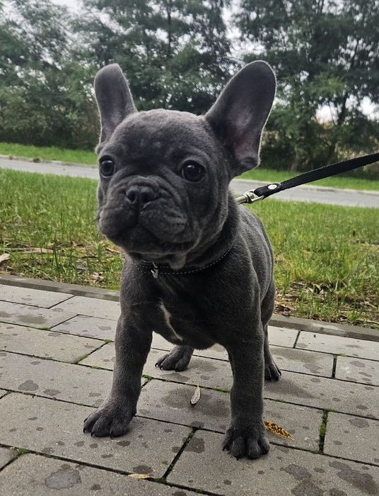 Buldog francuski