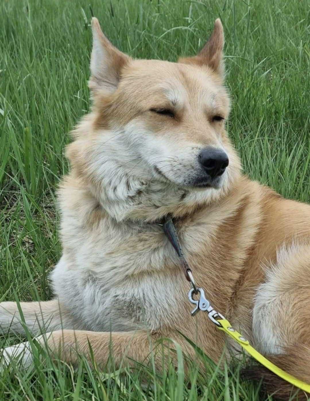 Ruda sunia Nori szuka domu, pies