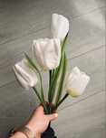 Solarne tulipany