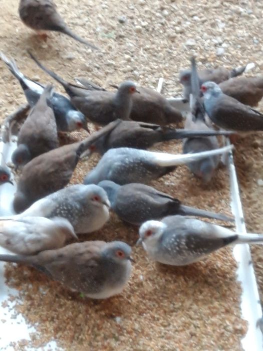 Gołąbki diamentowe papugi zeberki