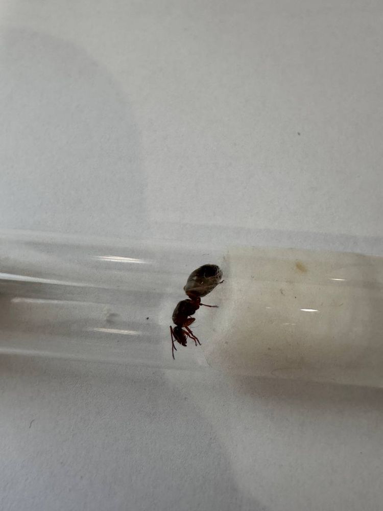 Матка Formica rufibarbis 1/0 (з розплідом)