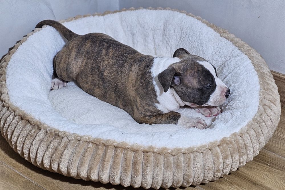 Pregowany piesek amstaff