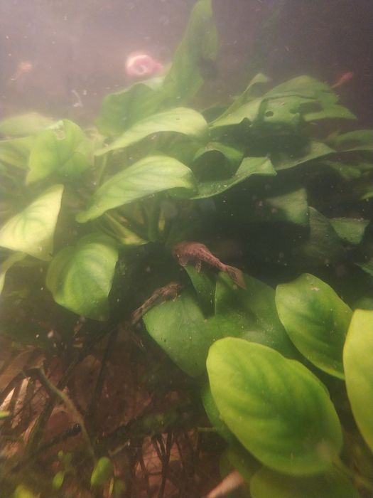 Glonojady calico ok 4-6cm