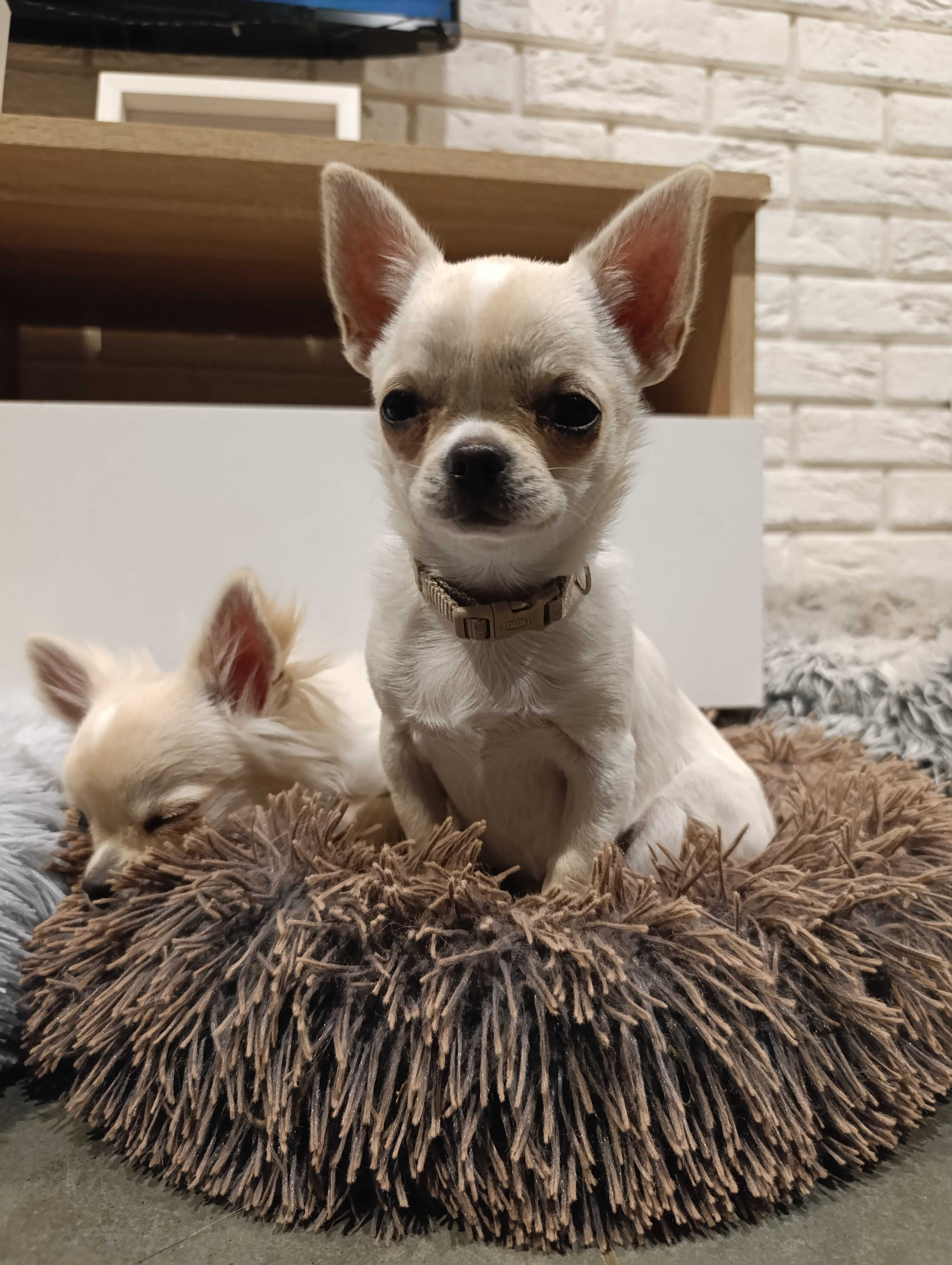 Suczka Chihuahua krótkowłosy ZKwP FCI