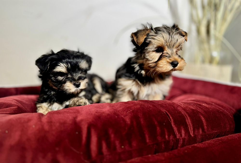 Yorkshire Terrier szczenię