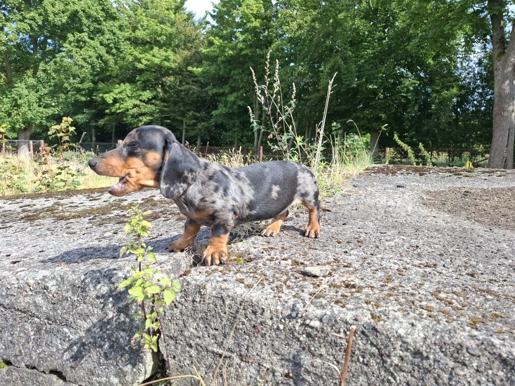 jamnik miniaturowy piesek merlle