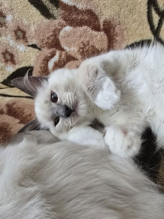 Ragdoll kocurek RAG a