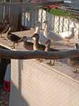 Patos ornamentais 2025