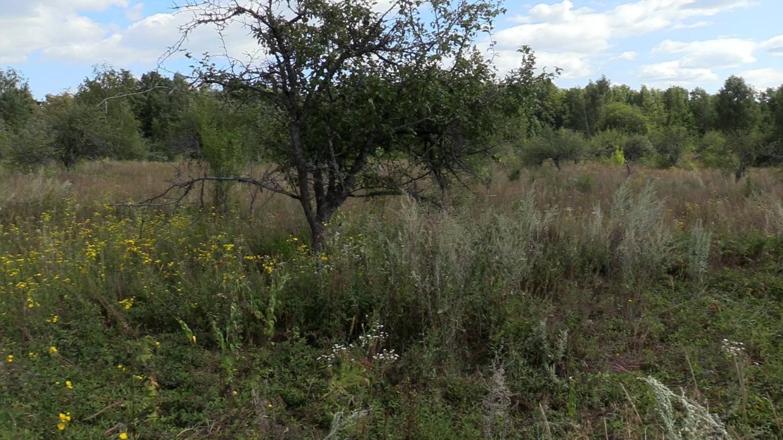 Участок 1,5 га. Село Хильково, Сумская область