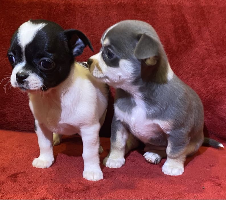 Цуценята чихуахуа