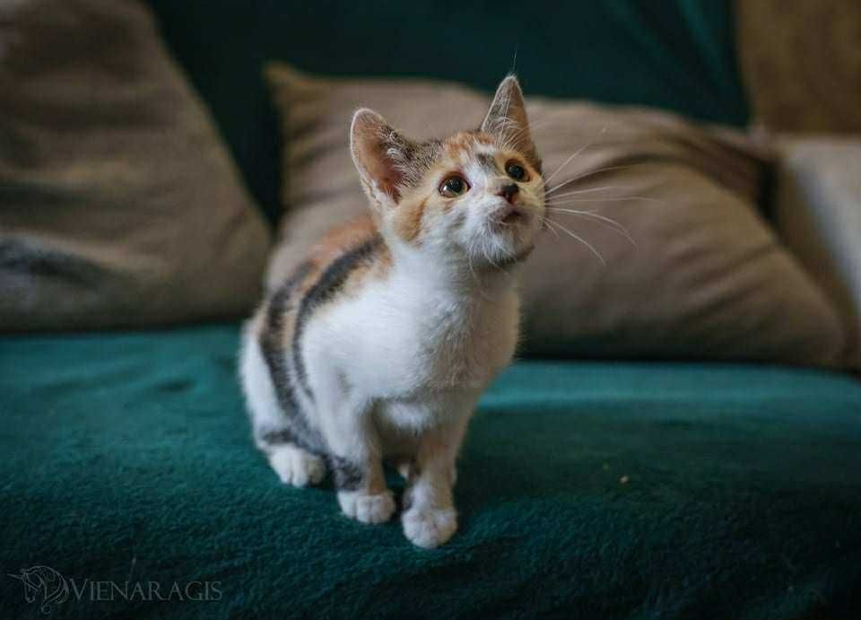 Skarpetka i Monte do adopcji