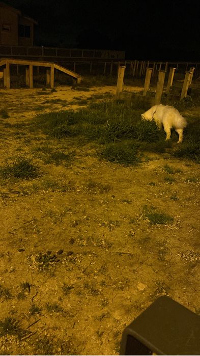 Cao da raça Samoiedo