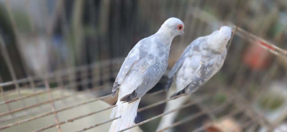 Rolas diamante malhadas