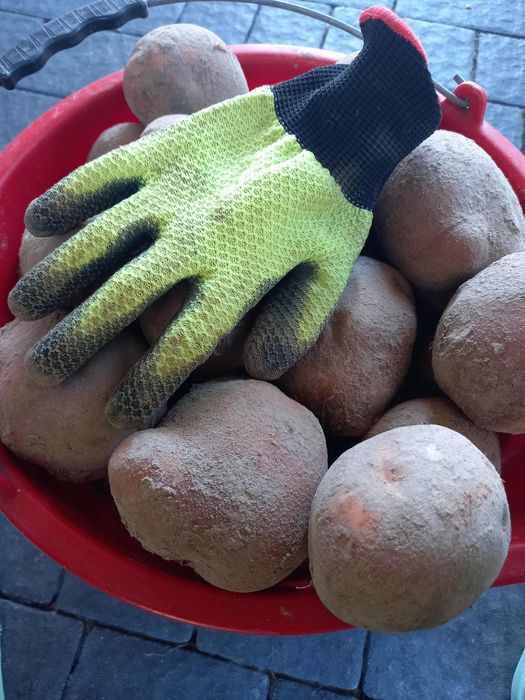 Sprzedam ziemniaki BELAROSA