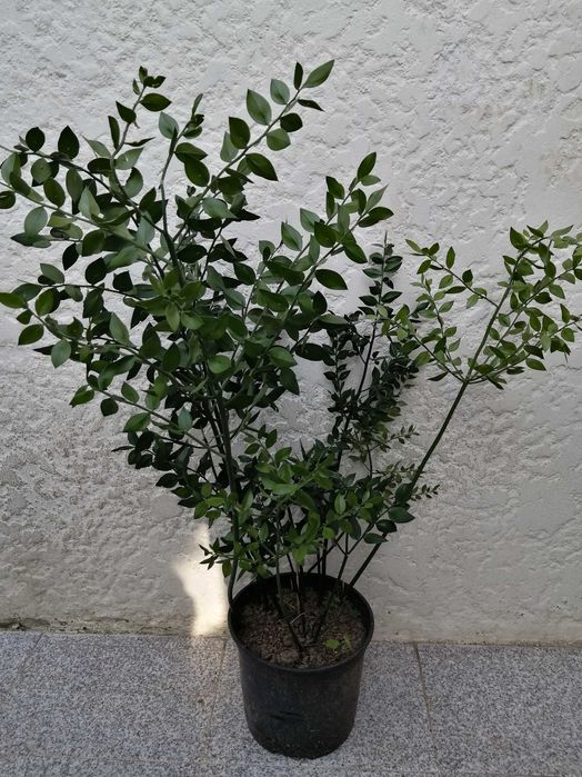 Palmeira vaso grande planta Gilbaldeira