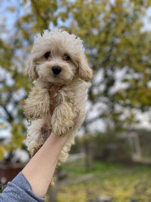 Мальтипу — лучший компаньон и антистресс!