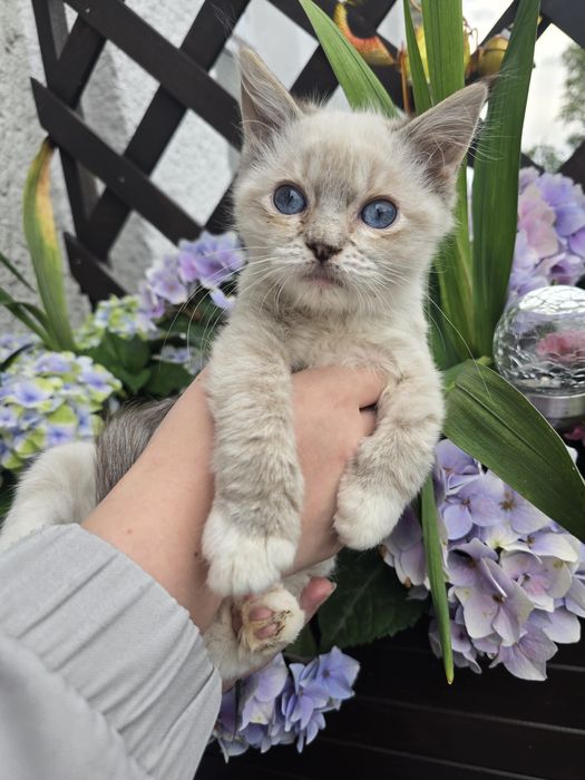 Ragdoll do odbioru po 20 listopada