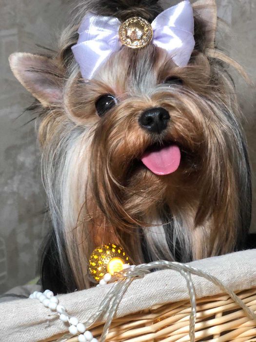 Підліток дівчинка ЙОРК стандарт Kety Kvitochka