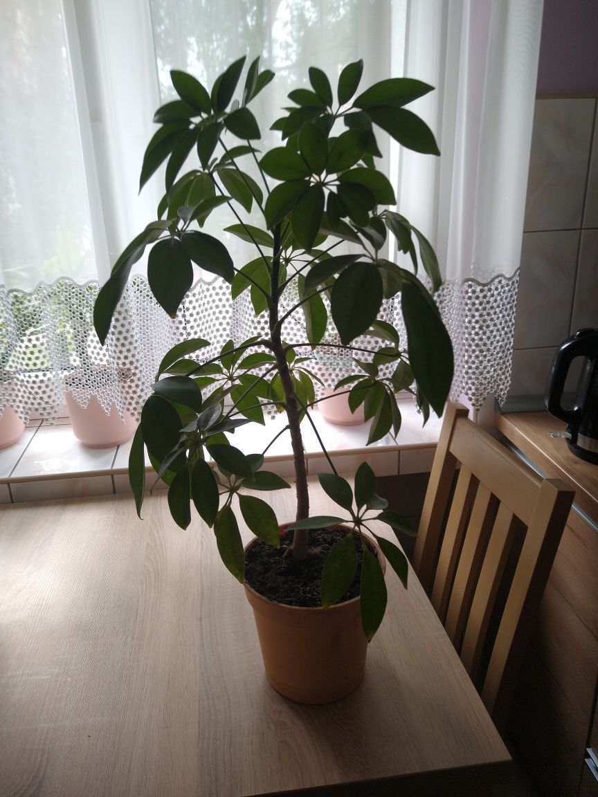 Szeflera zielona 74 cm z doniczką