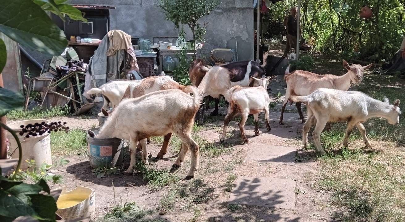 Зааненские козы от 4месяцев до 5лет