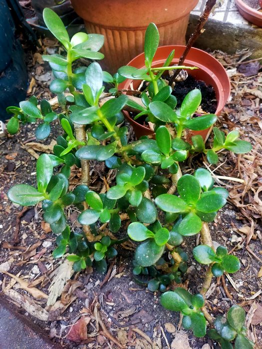 Planta Jade ouCrassula Ovata