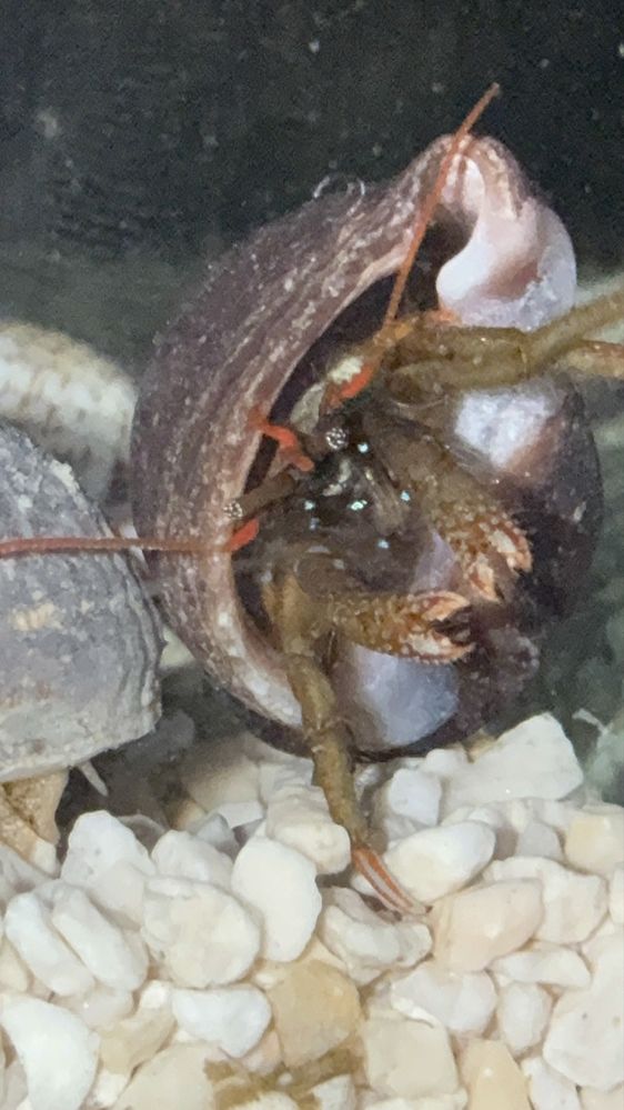 Pack de caracóis Nassarius e eremitas — limpeza para aquário marinho