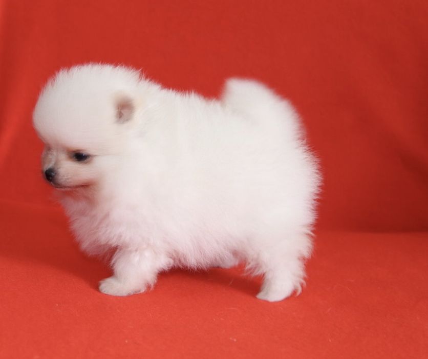 Lulu da Pomerânia Maravilhoso LOP e Afixo