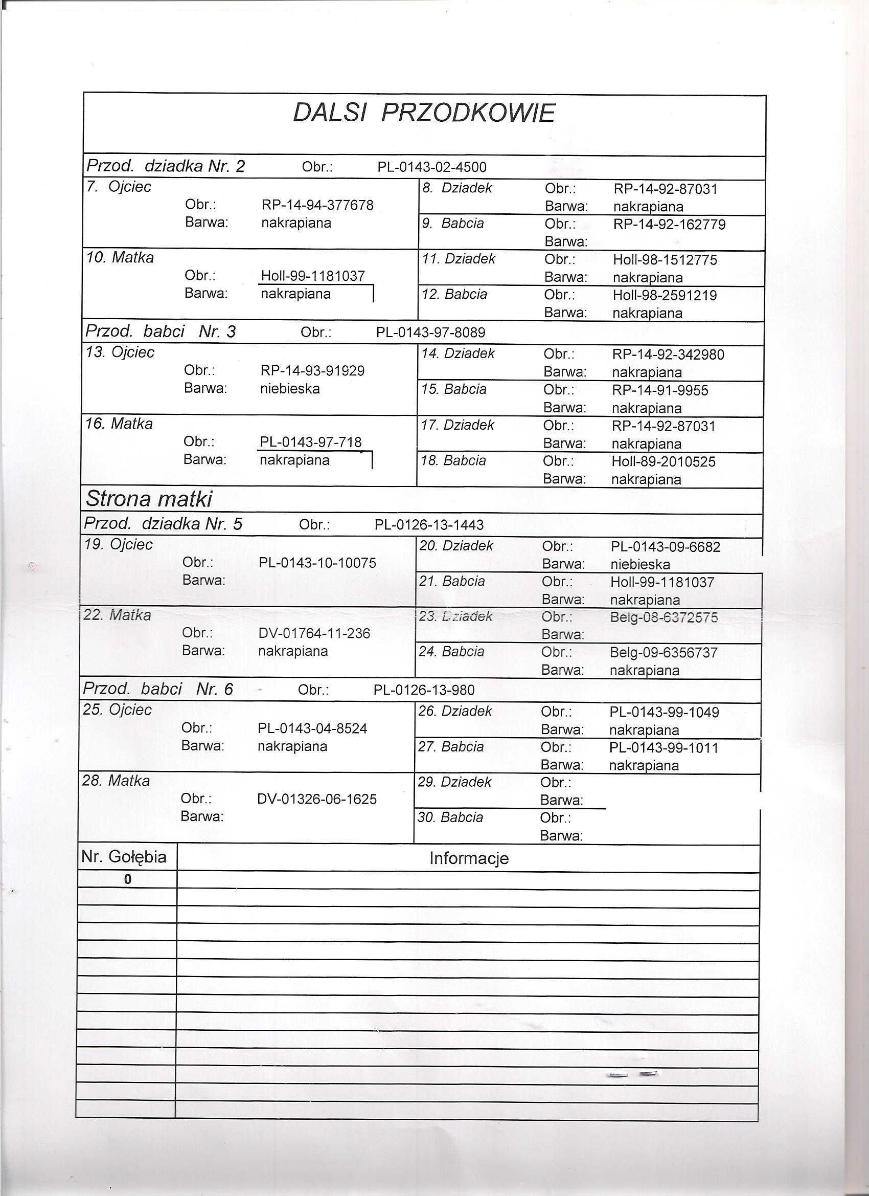 Młode para nr73 A.M Wiosna Inbred 4500 Janssen gołąb gołębie pocztowe