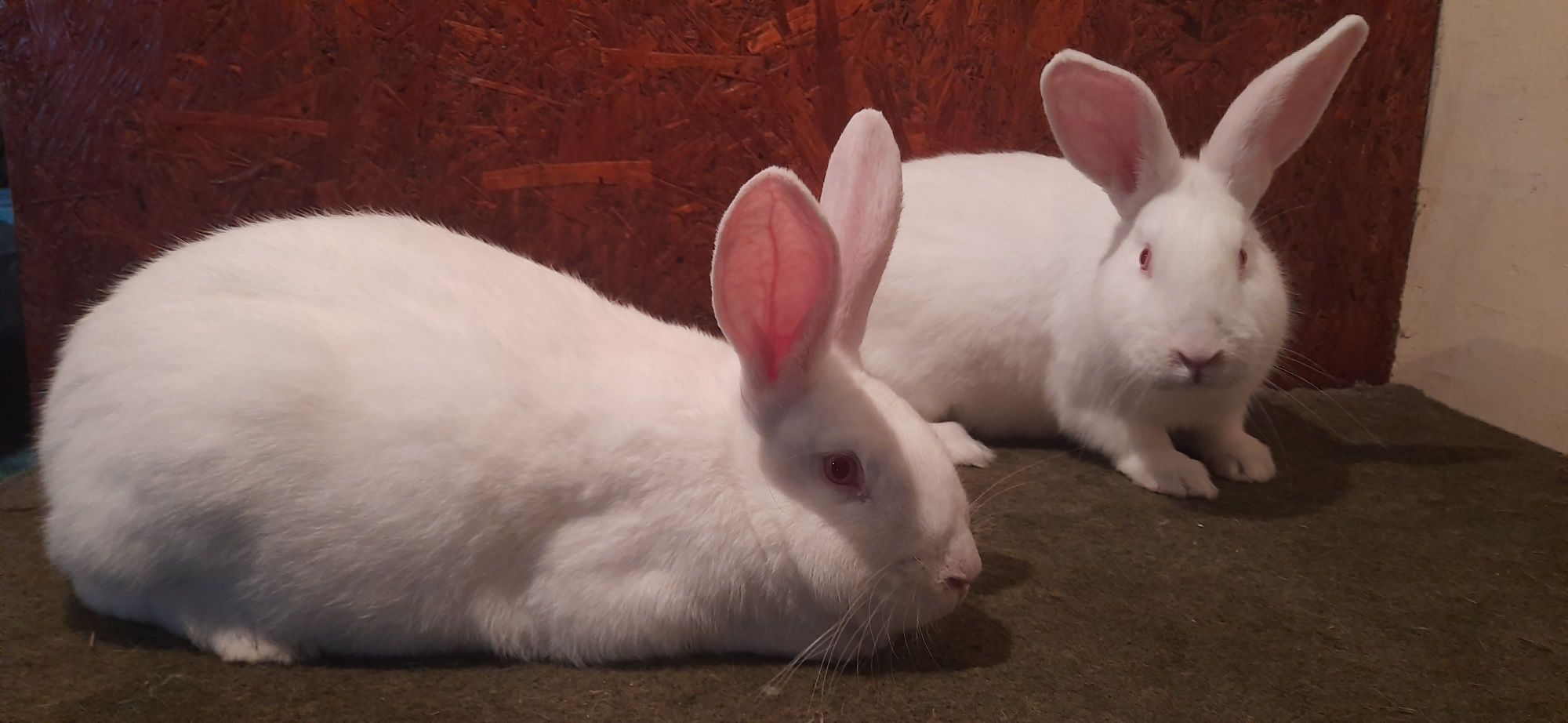 Продам кролів термонська біла порода.