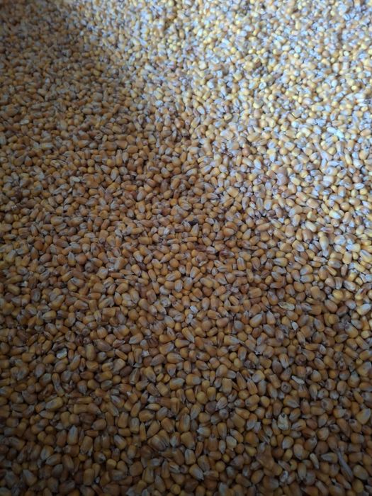 Kukurydza sucha worki 25 kg luz