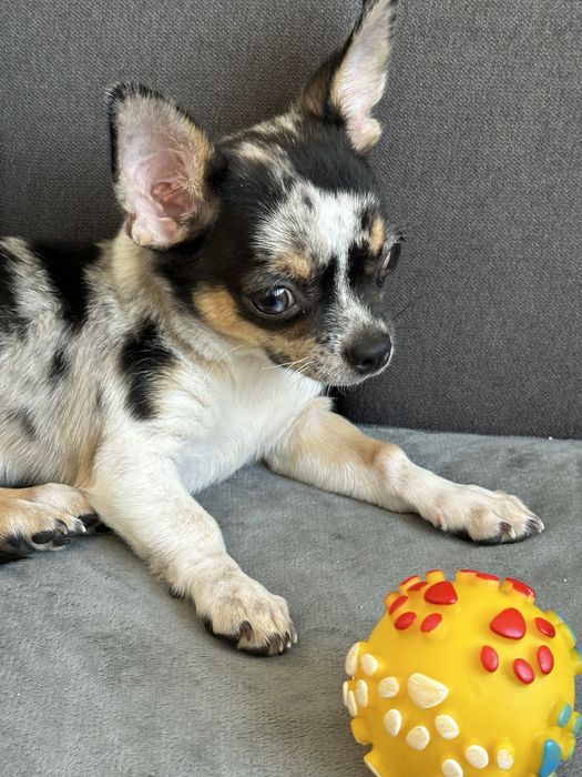 Хлопчик Чихуахуа