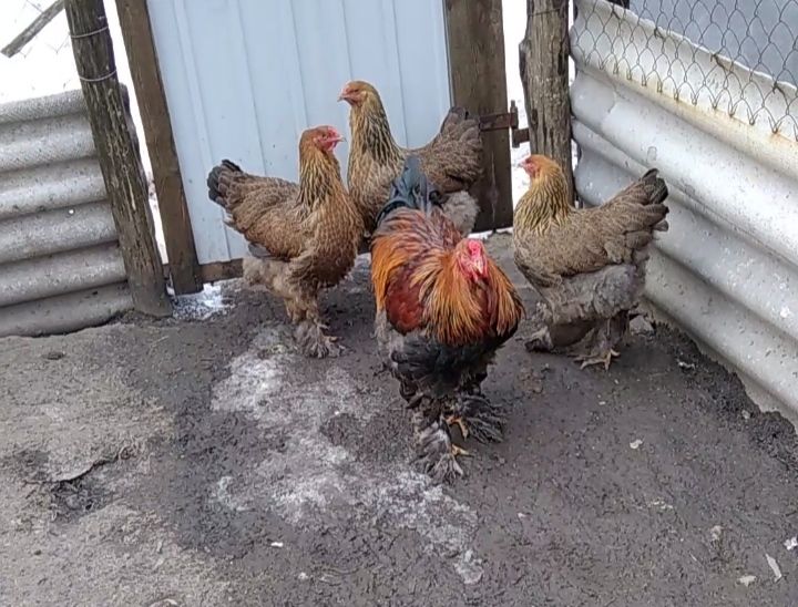 Продам инкубационное яйцо от кур породы Брама Куропатчатая