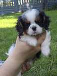 Cavalier King Charles Spaniel